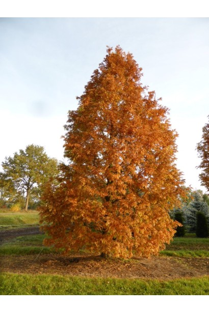 Жовта хвоя метасеквої Gold Rush